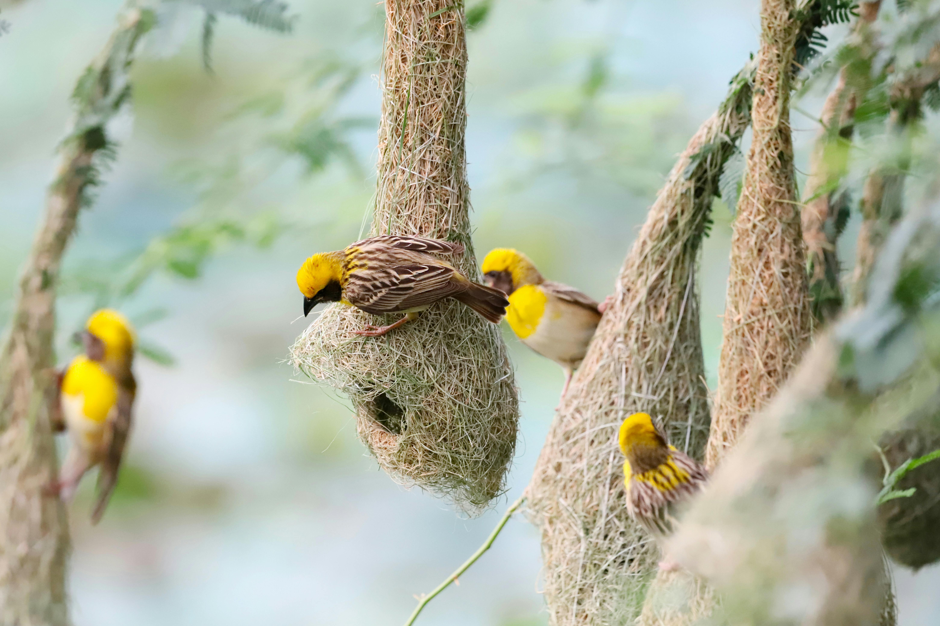 Birds building a nest in a tree with a blurred natural background